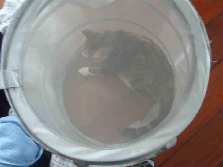 Huskat Perle billede 10