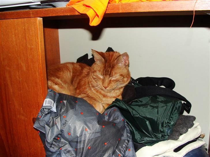 Blanding af racer Mini-Max billede 20