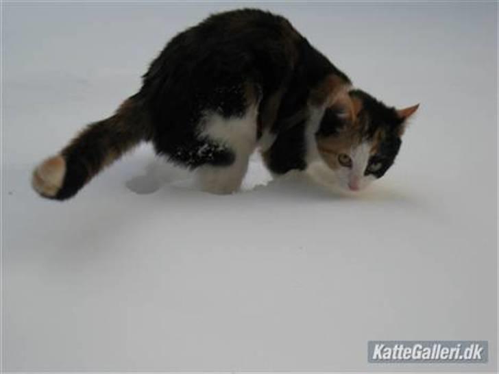 Blanding af racer lillefis - min søde lillefis. billede 1