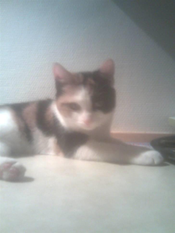 Blanding af racer lillefis - du er den beste lille kat. billede 2