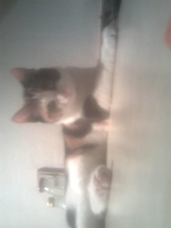 Blanding af racer lillefis - du vil være i mig forevigt. billede 3