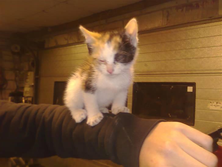 Blanding af racer lillefis - se lille dig du var ikke så køn da vi fandt dig. billede 4