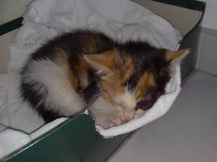 Blanding af racer lillefis - her ligger du og sover for første gang i dit ny hjem. billede 5