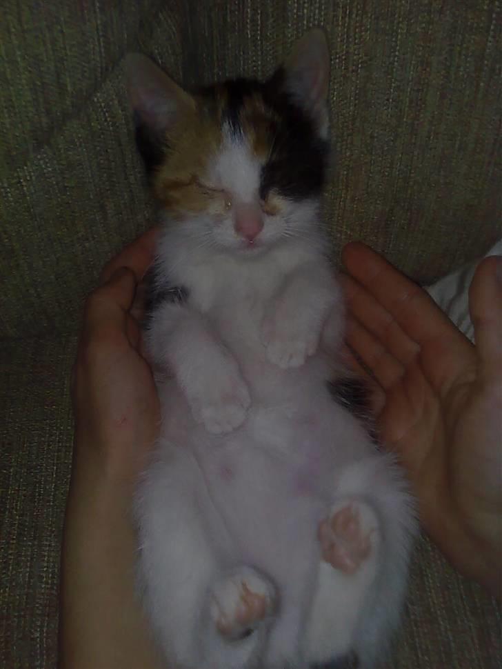 Blanding af racer lillefis - se den smukke og søde lillefis. billede 7