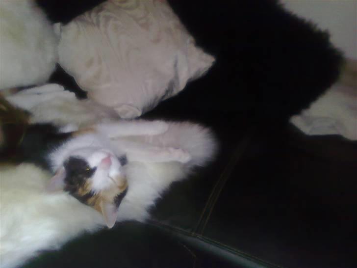 Blanding af racer lillefis - ej hvor ser det der skønt ud. billede 8