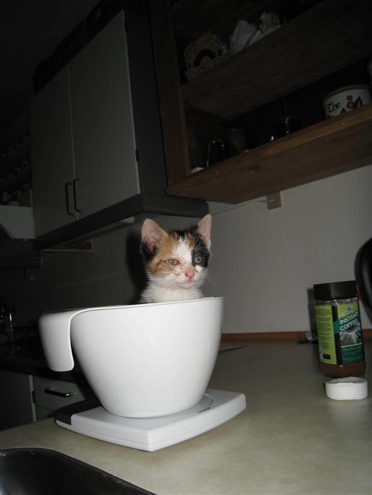 Blanding af racer lillefis - se hvor fræk jeg er. billede 9