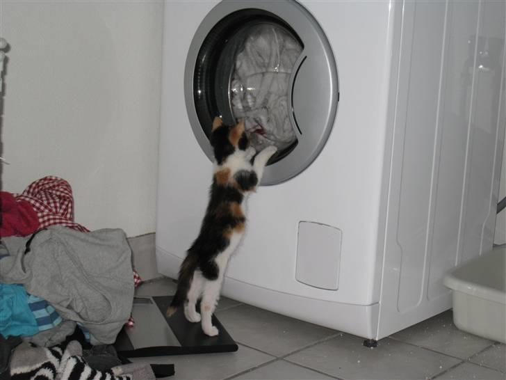 Blanding af racer lillefis - nej hvorv er det bare spændene. billede 10