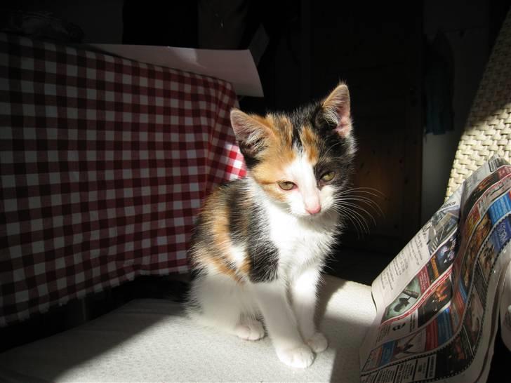 Blanding af racer lillefis - tihihi hvor er jeg dog nusser. billede 12