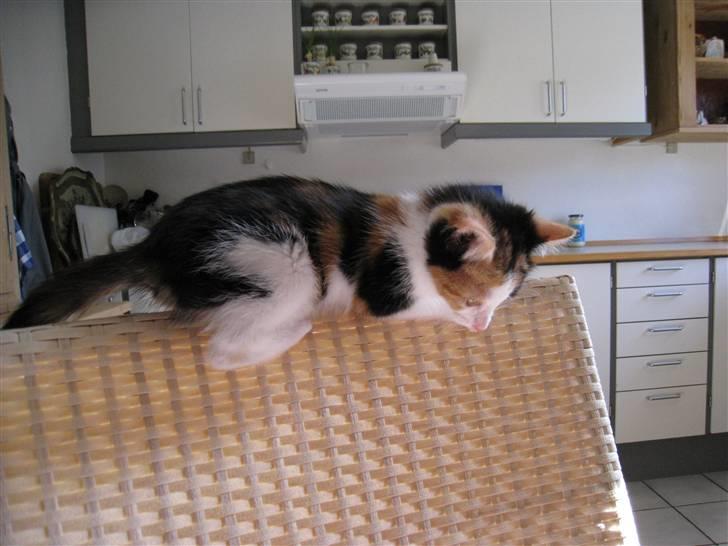 Blanding af racer lillefis - der er noget farligt dernede. billede 13