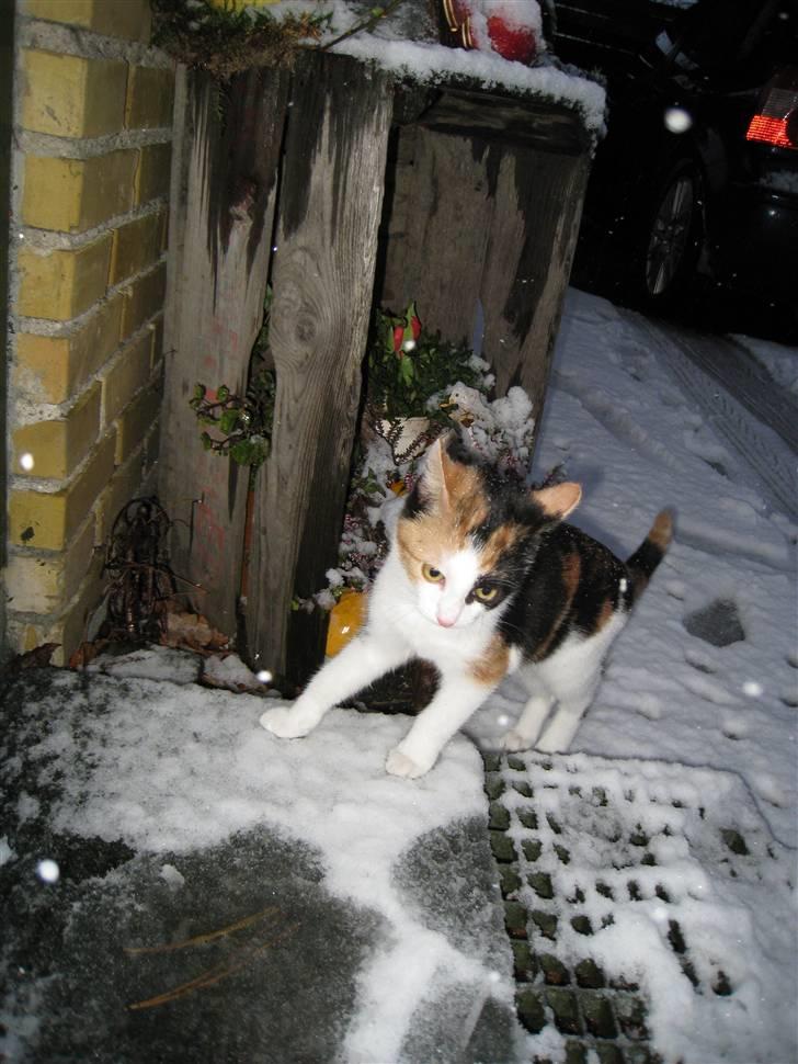 Blanding af racer lillefis - uhh sne det er iskoldt miav. billede 14