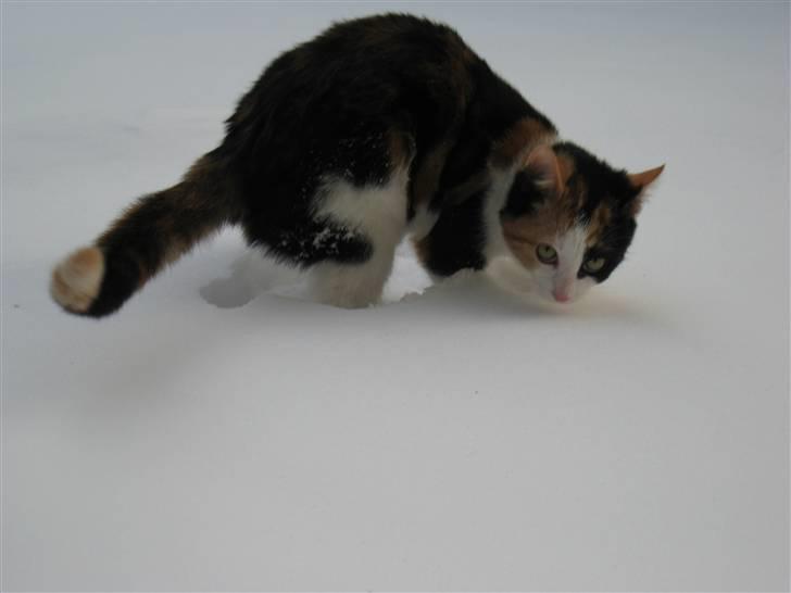 Blanding af racer lillefis - arr nu er det da meget spændene. billede 15