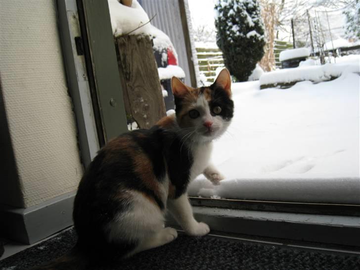 Blanding af racer lillefis - se på mig. billede 16