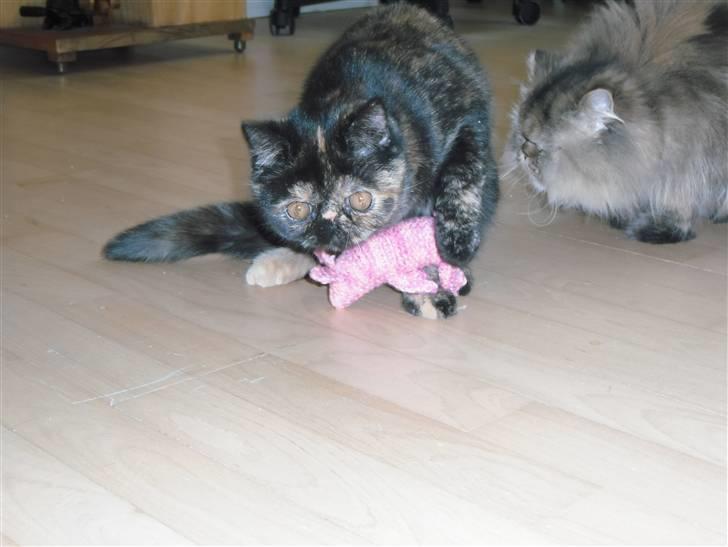 Exotic Coco Chanel *Joynes Nesbi billede 13