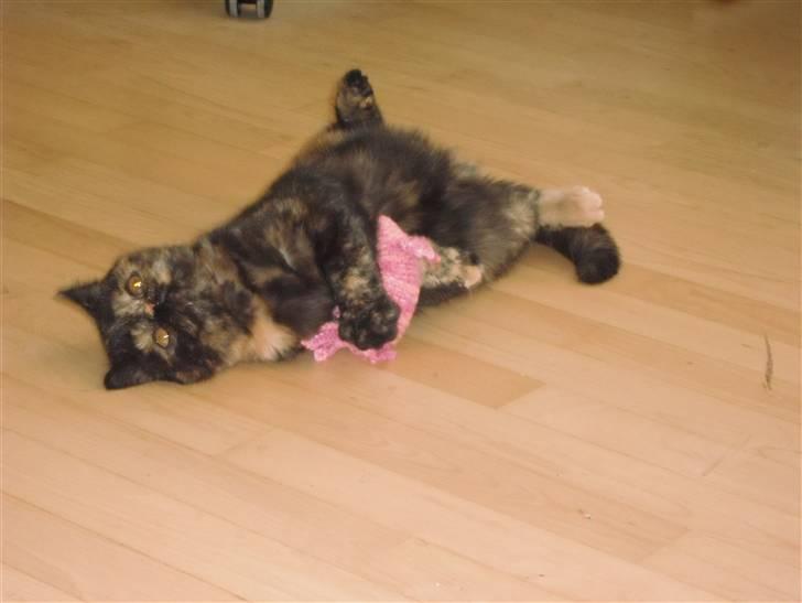 Exotic Coco Chanel *Joynes Nesbi billede 14