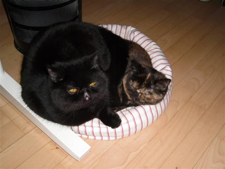 Exotic Coco Chanel *Joynes Nesbi - Som I kan se har jeg en stor stærk hankat til at passe på mig :-) billede 15