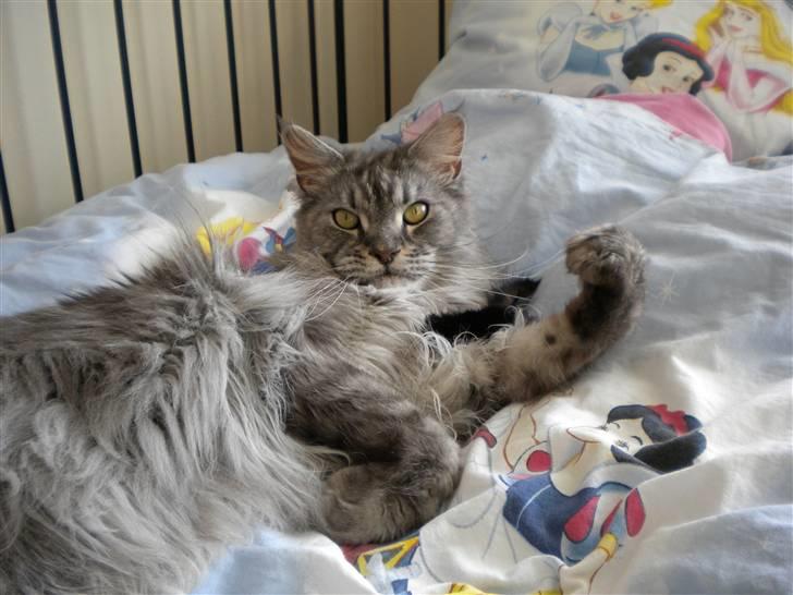 Maine Coon Sille billede 12