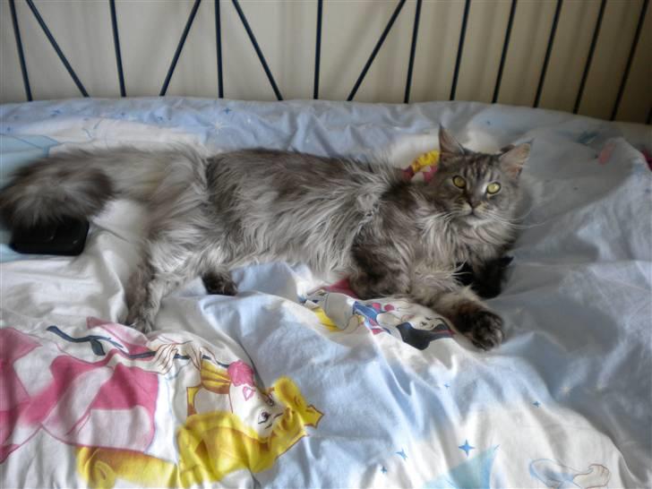 Maine Coon Sille billede 13