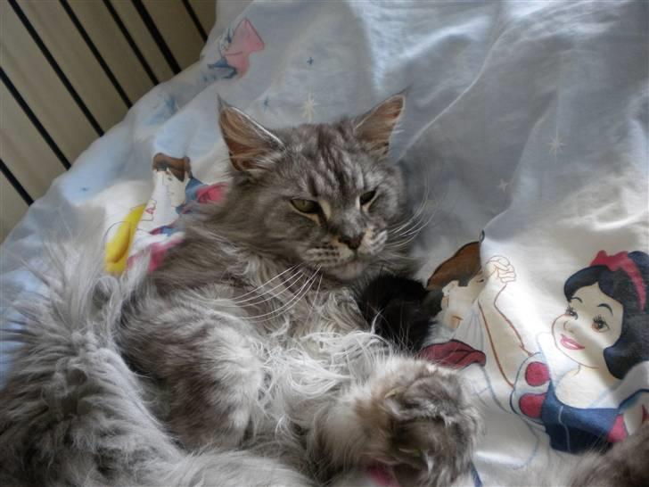 Maine Coon Sille billede 14