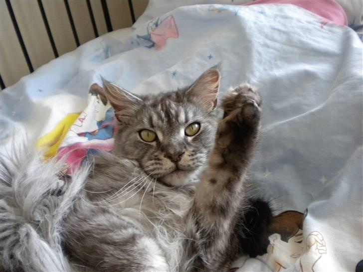 Maine Coon Sille billede 15