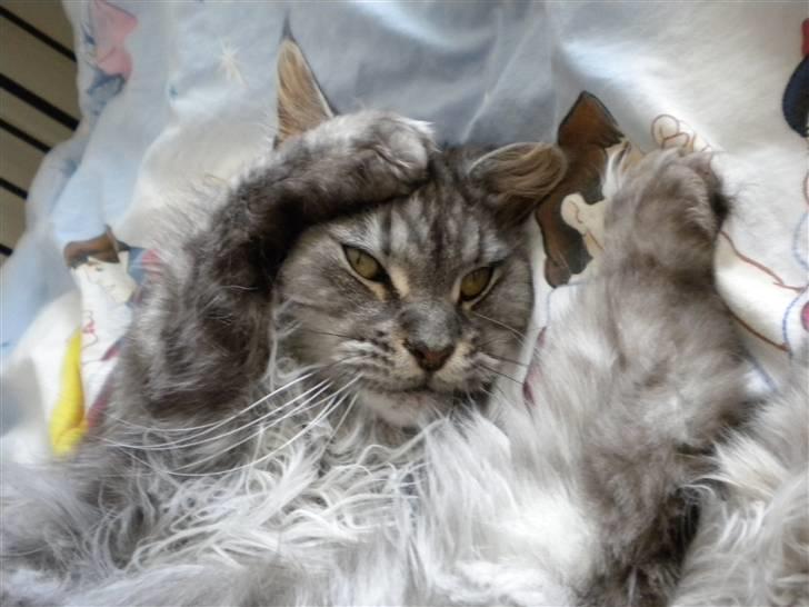 Maine Coon Sille billede 16