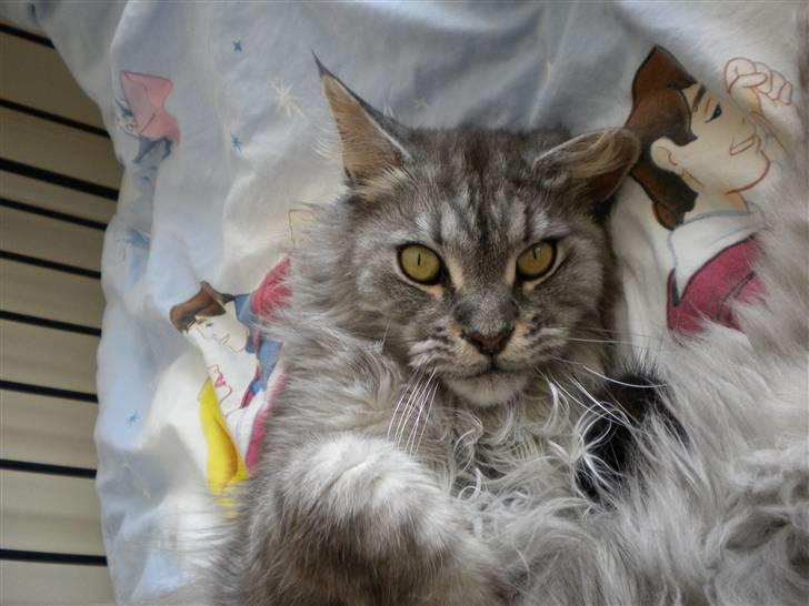 Maine Coon Sille billede 17