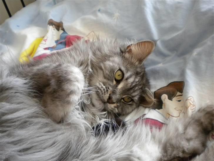 Maine Coon Sille billede 18