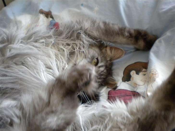 Maine Coon Sille billede 19