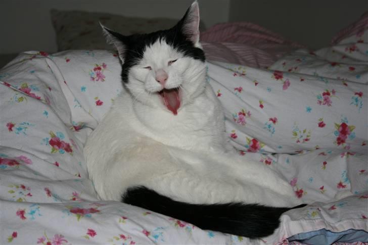 Huskat Snehvide - *NYT* billede 6