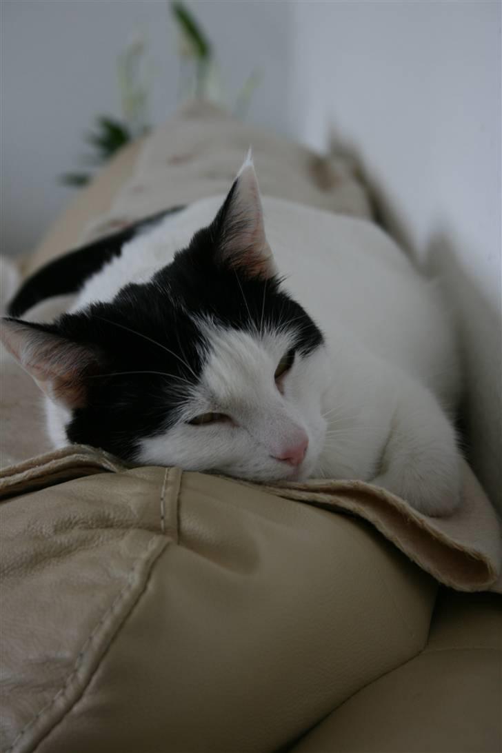 Huskat Snehvide billede 7