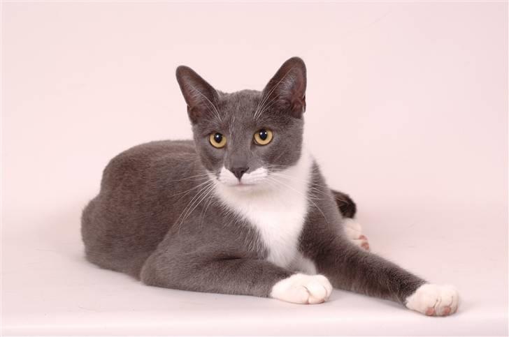 Blanding af racer Lukas<3 desværre død - smukke lukas til fotodag:) billede 2