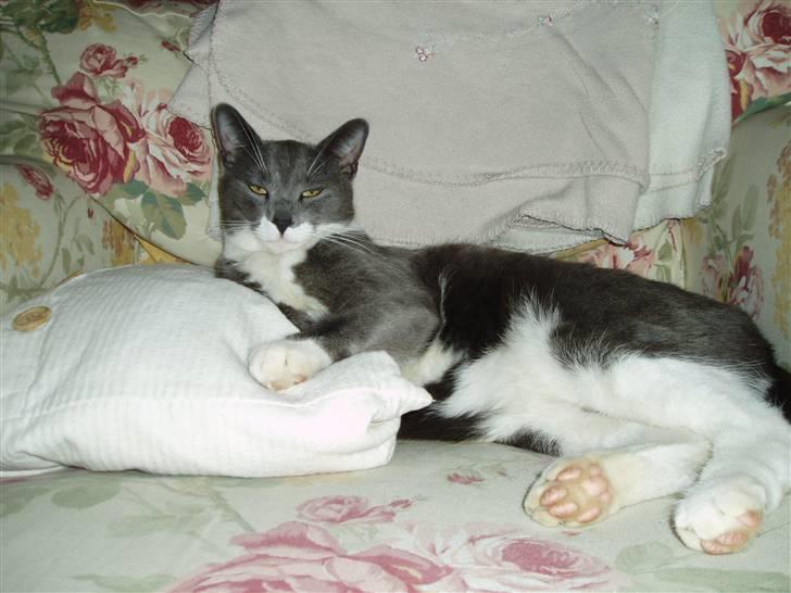 Blanding af racer Lukas<3 desværre død - lukas der slapper af i vores galme sofa:) billede 3