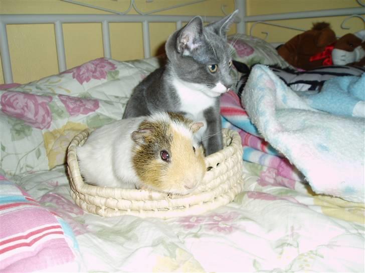 Blanding af racer Lukas<3 desværre død - lukas som killing sammen med mit gamle marsvin Futti dejligt billede af dem sammen savner jer begge<3 billede 4