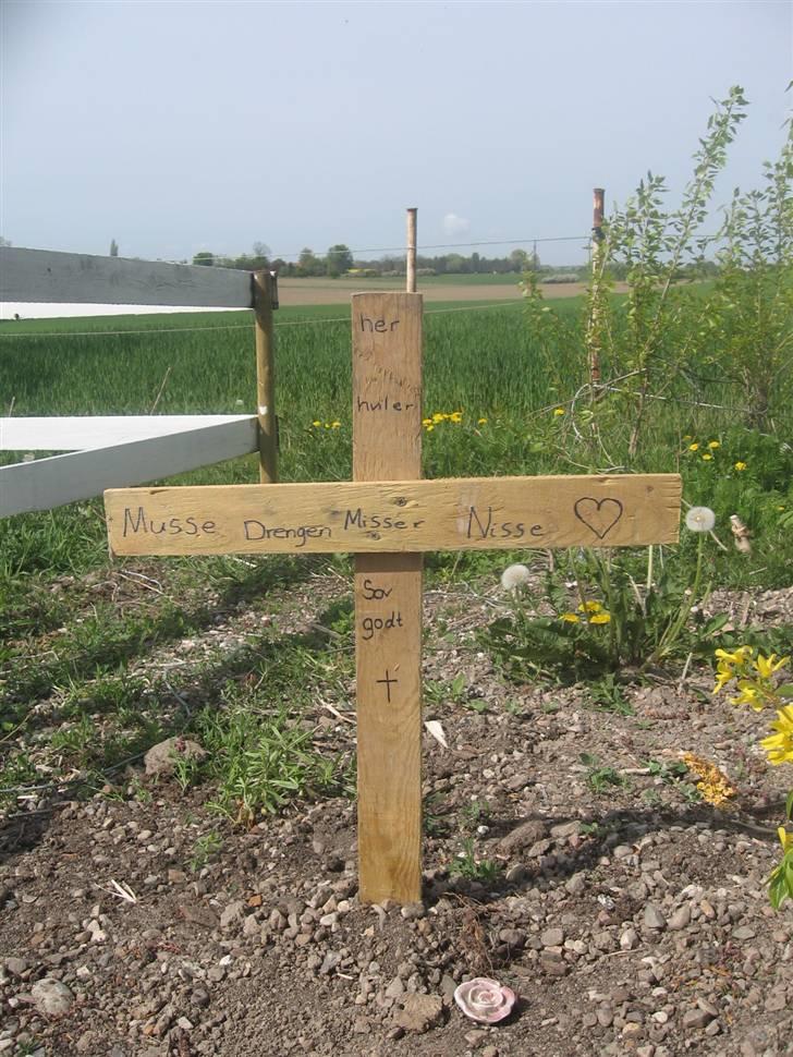 Blanding af racer Misser R.I.P *Elsket* - Hans gravsted... sammen med hans søskende :´( billede 10