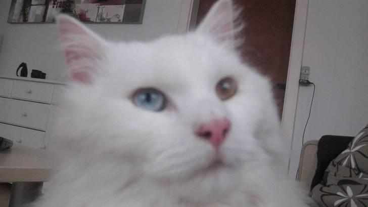 Blanding af racer Hugo - R.I.P 04.01.11 billede 1