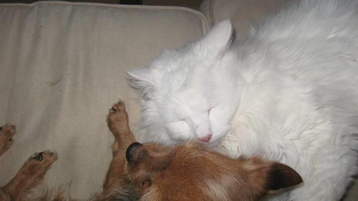 Blanding af racer Hugo - R.I.P 04.01.11 - Daffie og Hugo hygger i sofaen :o) billede 2