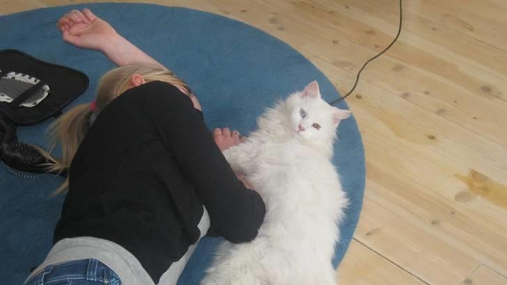 Blanding af racer Hugo - R.I.P 04.01.11 billede 3