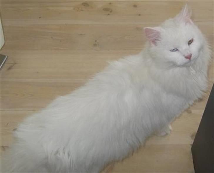 Blanding af racer Hugo - R.I.P 04.01.11 billede 4