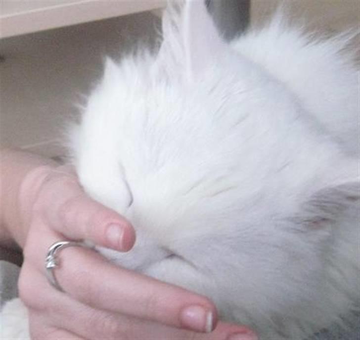 Blanding af racer Hugo - R.I.P 04.01.11 - Hugo har det meget med, at skulle sutte/patte på vores hænder. :) billede 5