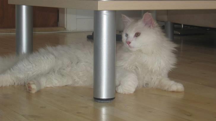 Blanding af racer Hugo - R.I.P 04.01.11 billede 6