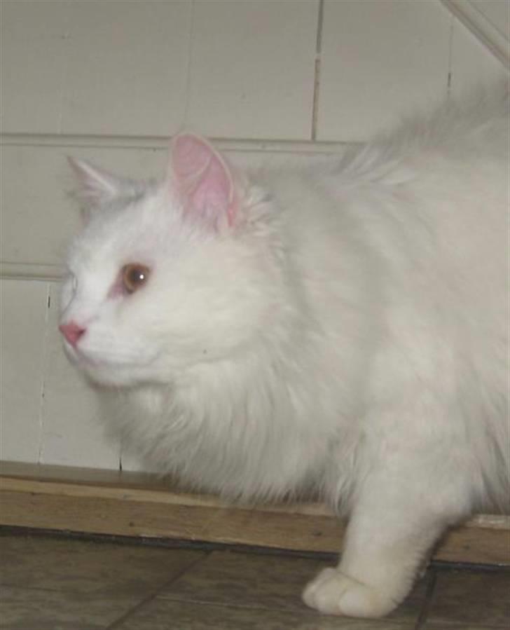 Blanding af racer Hugo - R.I.P 04.01.11 billede 7