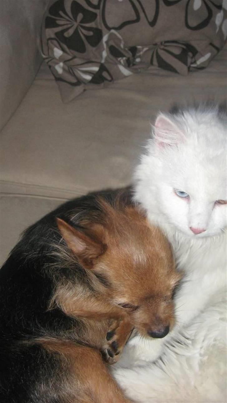 Blanding af racer Hugo - R.I.P 04.01.11 billede 8