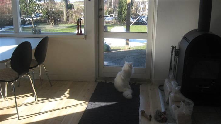 Blanding af racer Hugo - R.I.P 04.01.11 billede 9