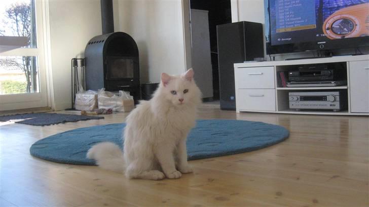 Blanding af racer Hugo - R.I.P 04.01.11 billede 10