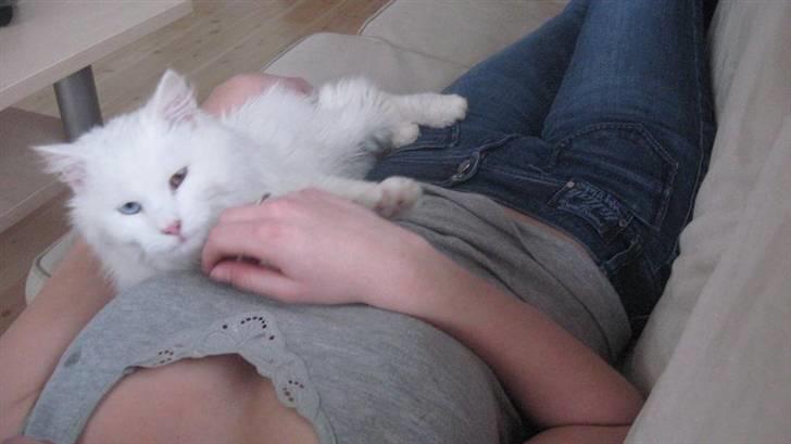 Blanding af racer Hugo - R.I.P 04.01.11 billede 11