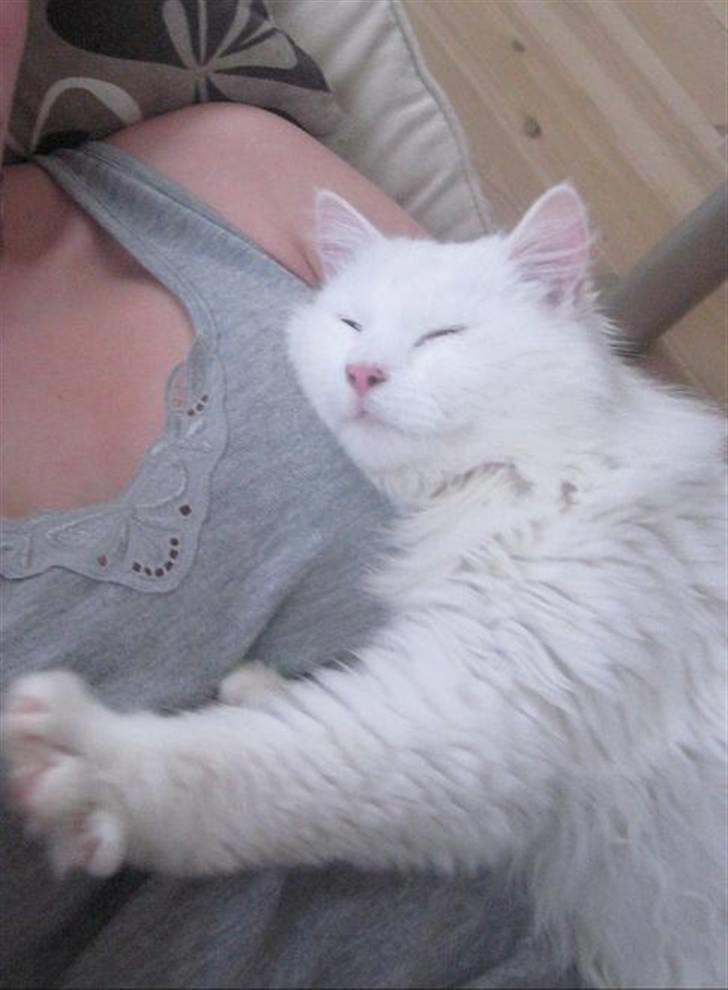 Blanding af racer Hugo - R.I.P 04.01.11 billede 12