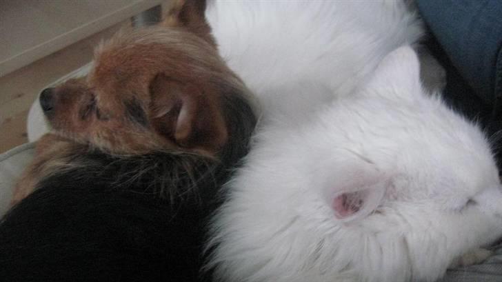 Blanding af racer Hugo - R.I.P 04.01.11 billede 13