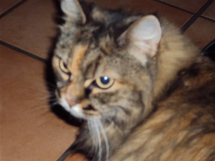 Blanding af racer Emma billede 1