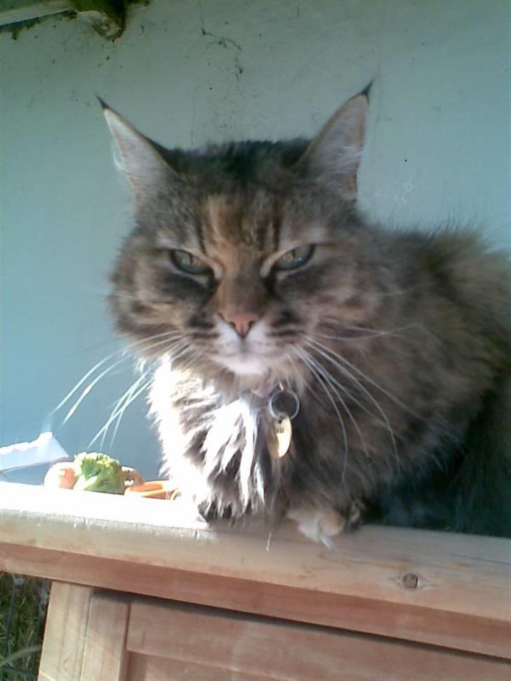 Blanding af racer Emma billede 2