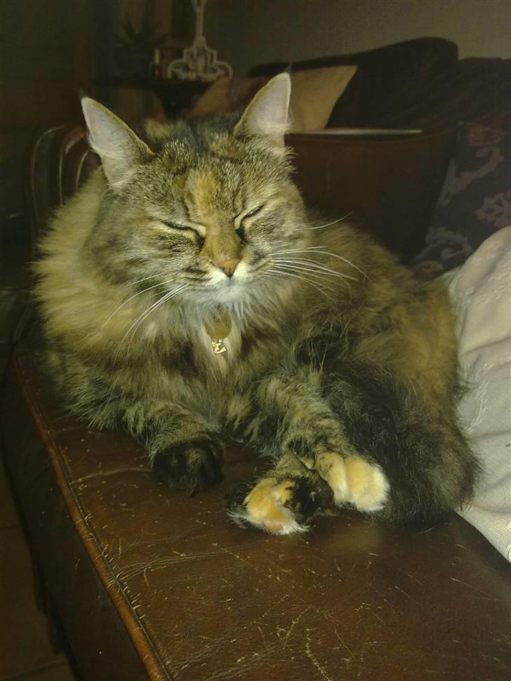 Blanding af racer Emma billede 3