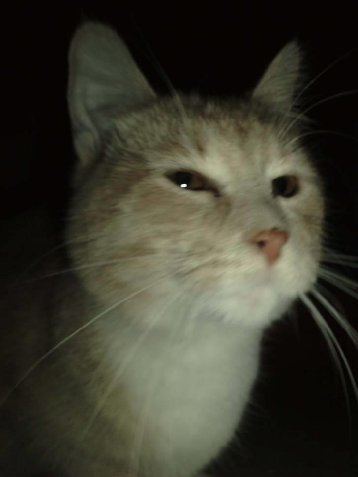 Blanding af racer Aurelia billede 9